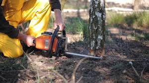 Best Stump Grinding and Removal  in Carbondale, PA